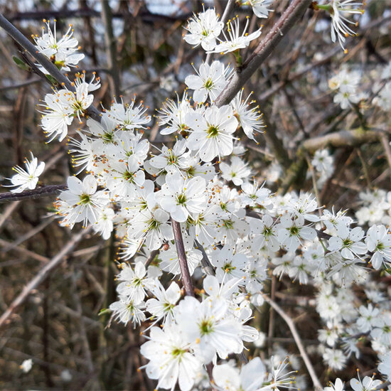 bloemenkaart - witte bloesem