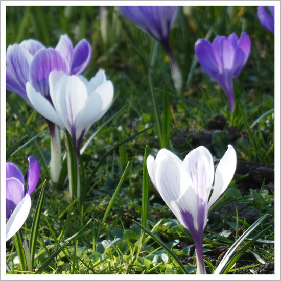 bloemenkaart muller wenskaarten - krokusjes