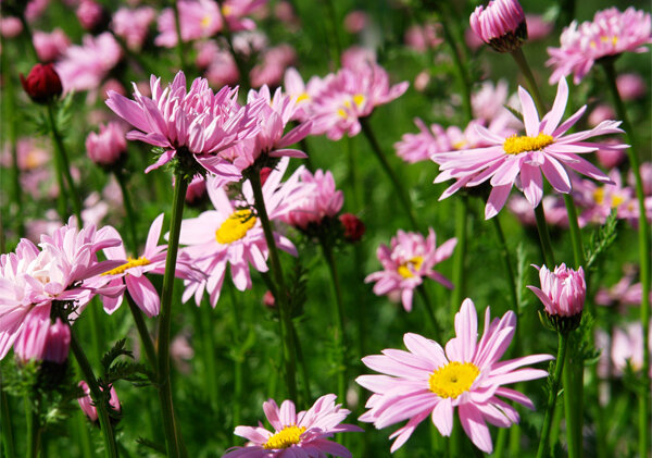 ansichtkaart - roze madeliefjes