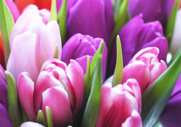 ansichtkaart - tulpen paars roze