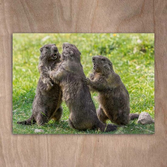 ansichtkaart eye-comm - marmotten