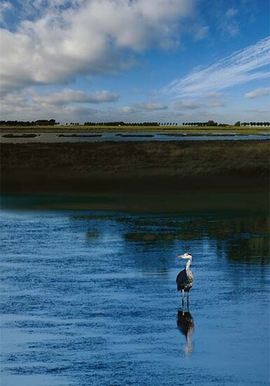 ansichtkaart -  reiger in landschap