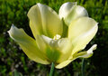 ansichtkaart - tulp geel groen