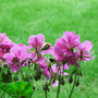 bloemenkaart muller wenskaarten - geranium