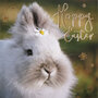 paaskaart second nature - hoppy easter - konijn