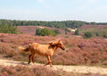 ansichtkaart eye-comm - paard in nationaal park Veluwezoom