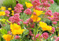 ansichtkaart - rode en gele bloemen