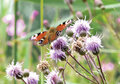 ansichtkaart - vlinder dagpauwoog op akkerdistel