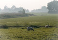 ansichtkaart - schapen in de wei