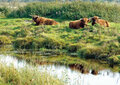 ansichtkaart - runderen koeien bij water