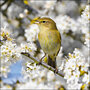 wenskaart woodmansterne - vogel bij witte bloemen, bloesem