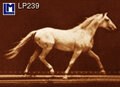 3d ansichtkaart - lenticulaire kaart -  Muybridge paard