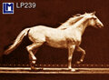 3d ansichtkaart - lenticulaire kaart -  Muybridge paard