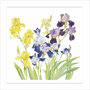 wenskaart woodmansterne - iris