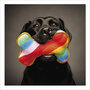 wenskaart woodmansterne - hond met regenboog bot