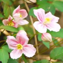 wenskaart muller wenskaarten - roze bloemetjes