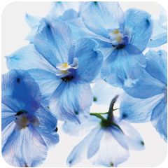 vierkante ansichtkaart met envelop - blauwe bloemen | Muller wenskaarten