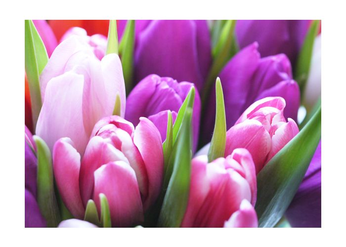 Kilimanjaro Twee graden Correspondentie ansichtkaart - tulpen paars roze|Muller wenskaarten