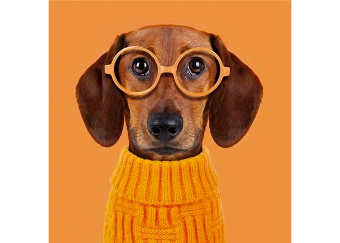 helder Verfrissend Uitgang wenskaart rapture - teckel met oranje bril en trui|Muller wenskaarten