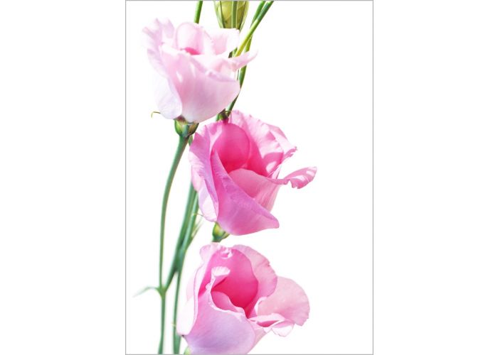 Verstoring Cyberruimte Ironisch grote bloemenkaart A4 - roze bloem | muller wenskaarten