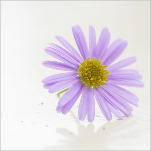 Mijlpaal Waarschijnlijk solidariteit wenskaart - paarse lila bloem|Muller wenskaarten